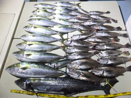 Hit Rush(ヒット ラッシュ） 釣果…