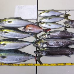 Hit Rush(ヒット ラッシュ） 釣果