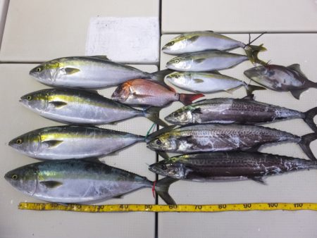 Hit Rush(ヒット ラッシュ） 釣果…