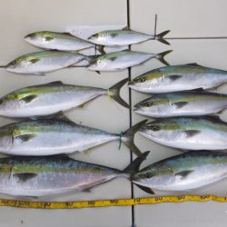 Hit Rush(ヒット ラッシュ) 釣果