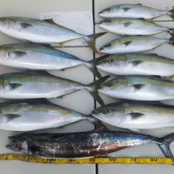 Hit Rush(ヒット ラッシュ) 釣果