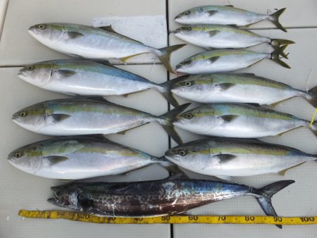 Hit Rush(ヒット ラッシュ） 釣果…