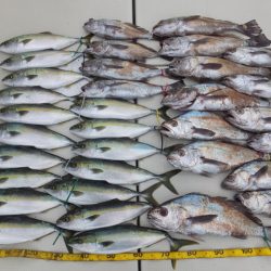 Hit Rush(ヒット ラッシュ) 釣果