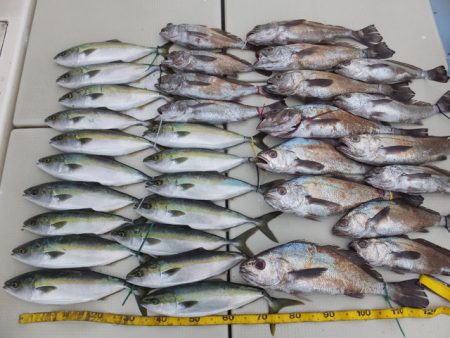 Hit Rush(ヒット ラッシュ） 釣果…