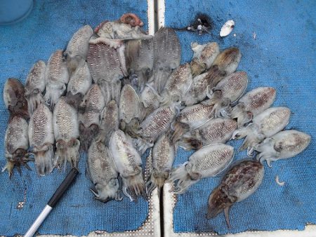 十八宝洋丸 釣果