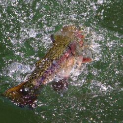 小菅トラウトガーデン 釣果