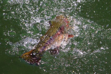 小菅トラウトガーデン 釣果