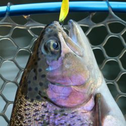 小菅トラウトガーデン 釣果