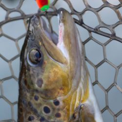 小菅トラウトガーデン 釣果