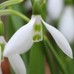 小菅トラウトガーデン 釣果