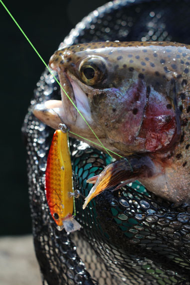 小菅トラウトガーデン 釣果