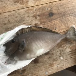 本部釣りイカダ 釣果