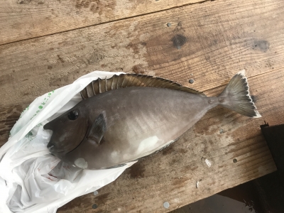 本部釣りイカダ 釣果