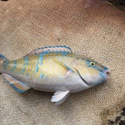 本部釣りイカダ 釣果