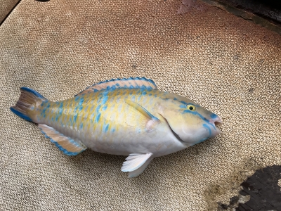 本部釣りイカダ 釣果