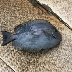 本部釣りイカダ 釣果