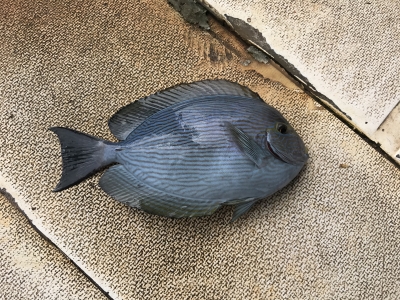 本部釣りイカダ 釣果