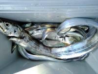 おおせき丸 釣果