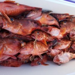 オーフリー 釣果