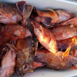 オーフリー 釣果