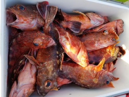 オーフリー 釣果