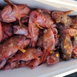 オーフリー 釣果