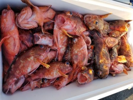 オーフリー 釣果