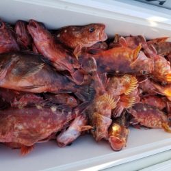 オーフリー 釣果