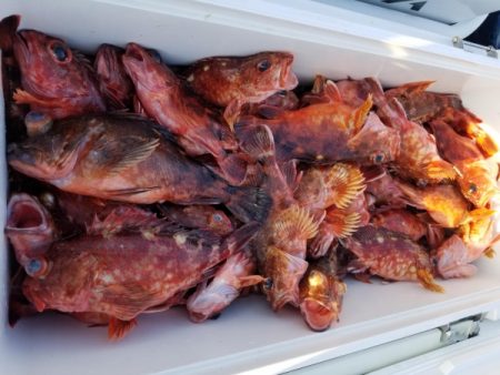 オーフリー 釣果