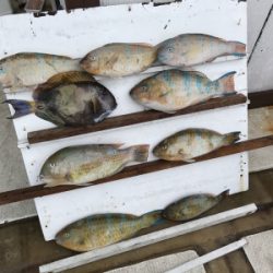 本部釣りイカダ 釣果