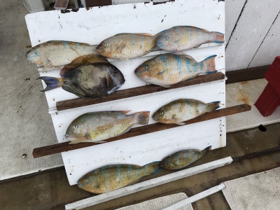 本部釣りイカダ 釣果