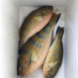 本部釣りイカダ 釣果