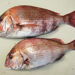 松本釣船２ 釣果