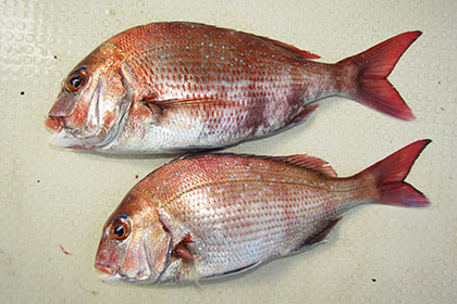 松本釣船２ 釣果