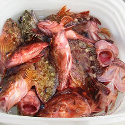 松本釣船２ 釣果