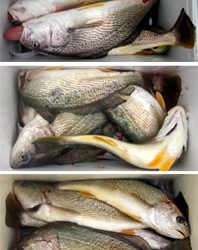 来温丸(らいおんまる) 釣果