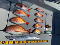 オーシャンマスター 釣果