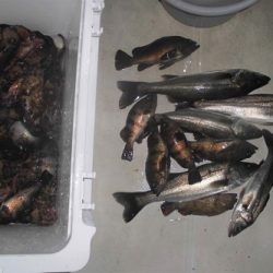 ルアー船マヒマヒ 釣果