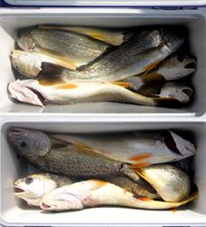 来温丸(らいおんまる) 釣果