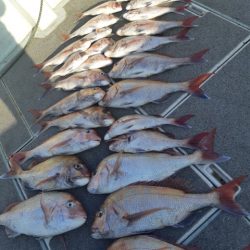 飛燕さくら丸 釣果