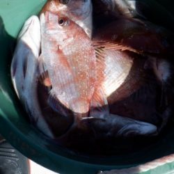 遊漁船 幸友丸 釣果