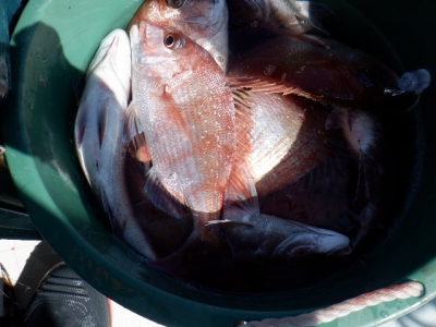 遊漁船 幸友丸 釣果