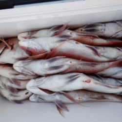 遊漁船 幸友丸 釣果