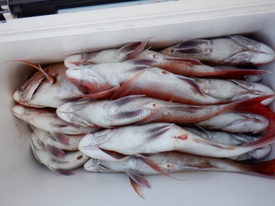 遊漁船 幸友丸 釣果