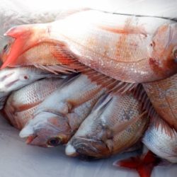 遊漁船 幸友丸 釣果