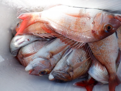 遊漁船 幸友丸 釣果