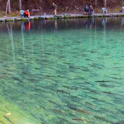 小菅トラウトガーデン 釣果