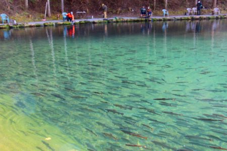 小菅トラウトガーデン 釣果