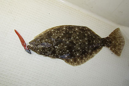 松本釣船２ 釣果