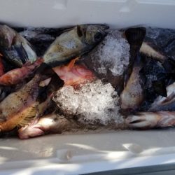 オーフリー 釣果